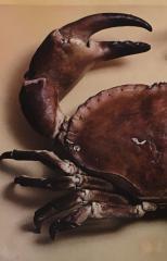 Nature morte au crabe, par Egidio Scaioni © Egidio Scaioni / Paris Musées, Palais Galliera 